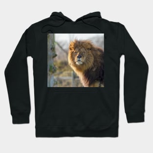 Majestic male lion Hoodie